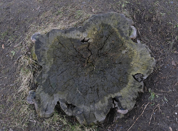 Velho tronco de árvore verde sujo na grama e musgo. Tronco velho na floresta, calçada de textura de toco de madeira. - Foto, Imagem