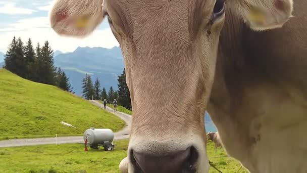 Cara de vaca en el Monte Rigi - Metraje, vídeo