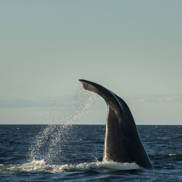  prawy ogon wieloryba, gatunki zagrożone, Patagonia  - Zdjęcie, obraz