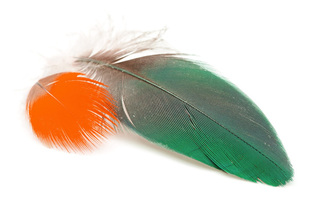 bird feather isolated - Photo, Image