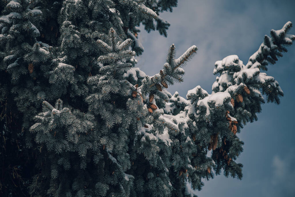 Holiday Evergreen Christmas Tree Pine Branches Covered With Snow - Valokuva, kuva