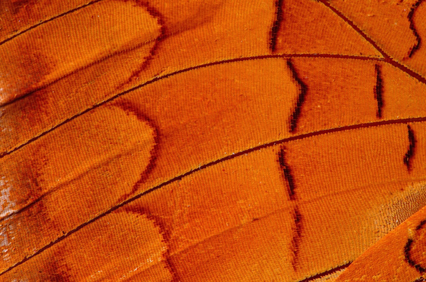 křídla motýlí - Fotografie, Obrázek