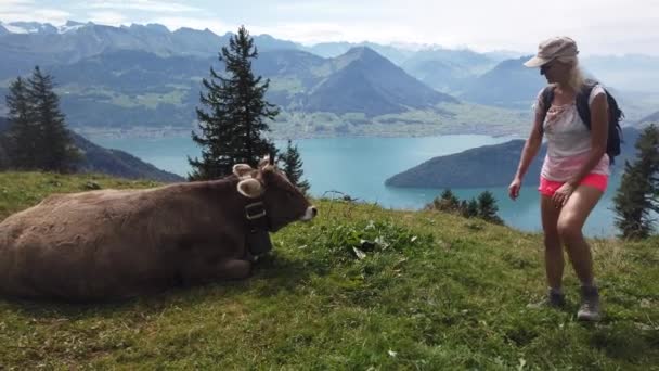 mochilero mujer con vaca Suiza - Metraje, vídeo