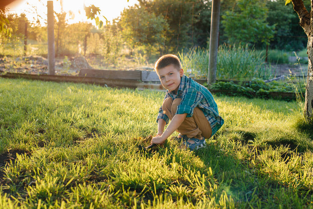 A cute little boy is planting sprouts in the garden at sunset. Gardening, and agriculture - Fotoğraf, Görsel