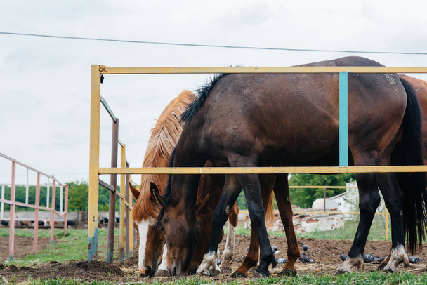 Feeding beautiful and healthy horses on the ranch. Animal husbandry and horse breeding - 写真・画像