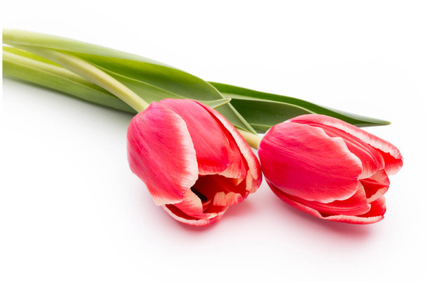 Tulips on the white background. - 写真・画像