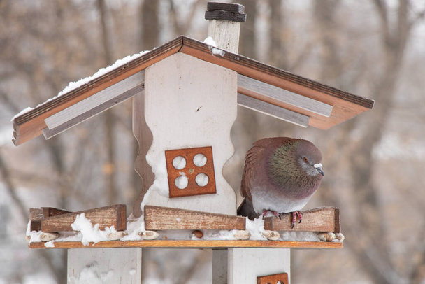 pigeon sitting in a birdhouse on a tree in a park in winter afternoon - Photo, Image