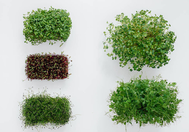 Several sudochki sprouts micro greens close-up on a white background. Healthy diet and lifestyle - Φωτογραφία, εικόνα