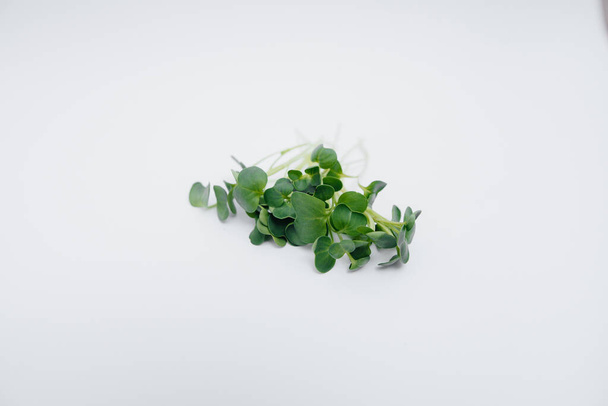 Micro-green sprouts close-up on a white background with free space. Healthy food and lifestyle - Fotoğraf, Görsel