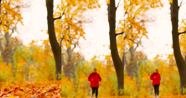 Jeune femme séduisante en vêtements de sport et baskets court dans le parc d'automne. Belle vue sur les feuilles d'érable d'automne. Concept de sport et mode de vie sain. - Séquence, vidéo