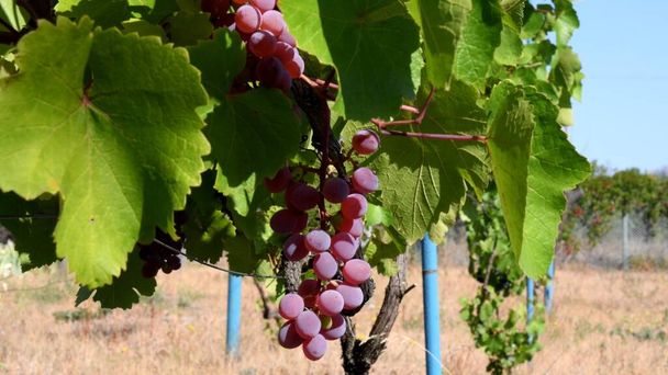 Paysage viticole avec feuillage vert et grappes de raisin juteuses mûres - Photo, image