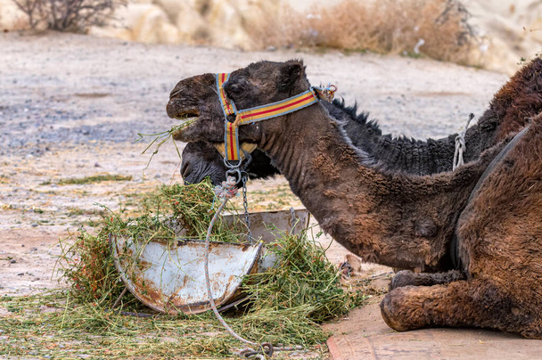 Primer plano de dos camellos come hierba del alimentador - Foto, imagen