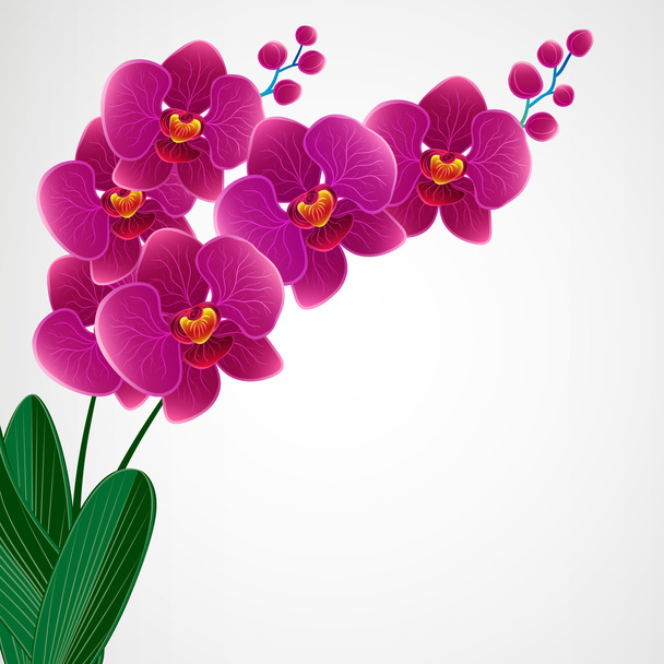 Floral design background. Orchid flowers. - Vector, Image