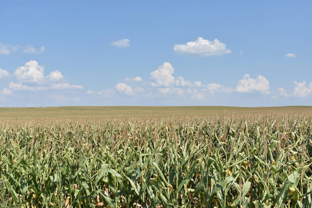 Duże zielone pole kukurydzy w lecie - Zdjęcie, obraz