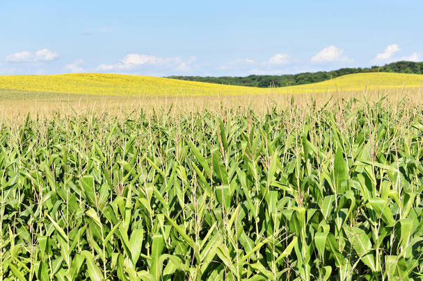 Groot jong groen maïsveld in de zomer - Foto, afbeelding