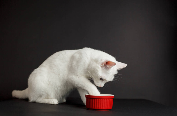 White cat with yellow eyes next to a red bowl on a black background - Foto, immagini