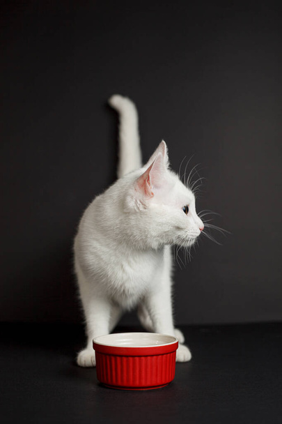 White cat with yellow eyes next to a red bowl on a black background - Fotografie, Obrázek