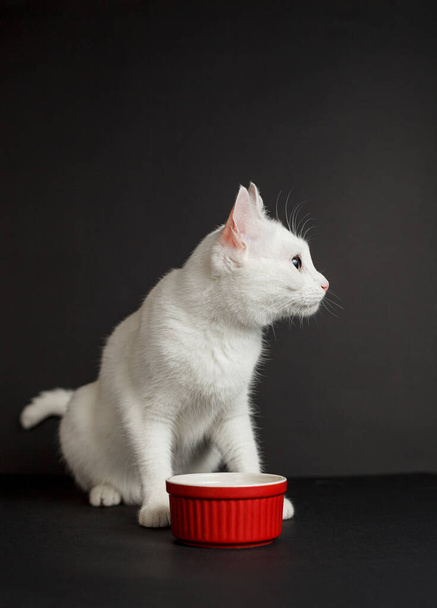 White cat with yellow eyes next to a red bowl on a black background - Фото, зображення