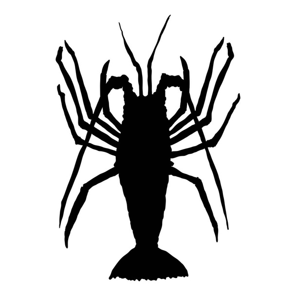 Spiny homár vektor fekete sziluett illusztráció fehér háttér. - Vektor, kép
