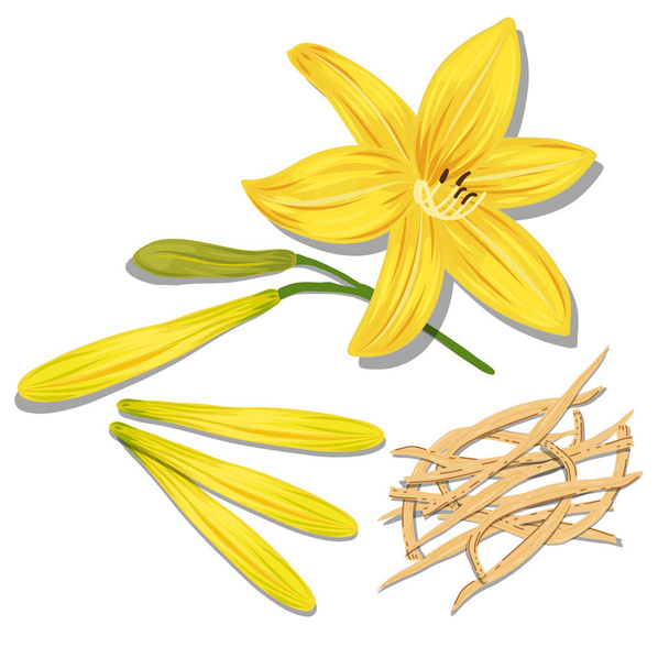 beautiful Flat Lay Food style vector illustration of  ingredient, isolated on white background. Chinese traditional herb. yellow flower, fried Daylily flower - Vector, Image