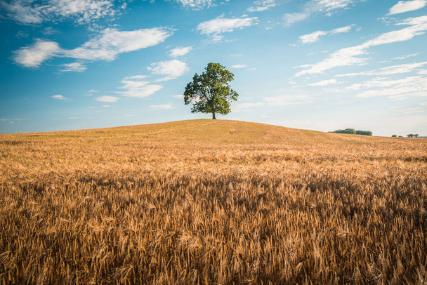 Solitary Tree in Field of Wheat and Barley in Summer Landscape under Blue Sky - Φωτογραφία, εικόνα