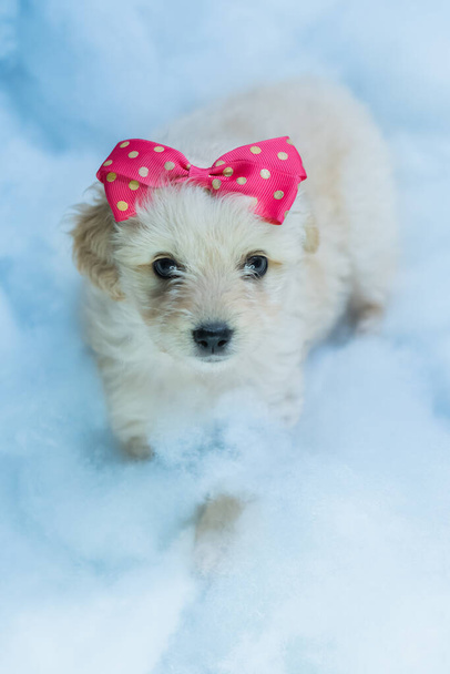 Little white dog posing for photographs. With a bow on her head. - Foto, Bild
