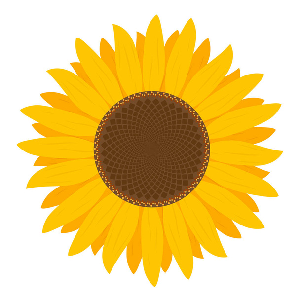 Квітка соняшнику ізольована на білому тлі. Плоский стиль. ілюстрація вектор
 - Вектор, зображення