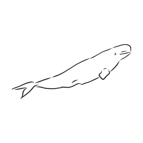Рука намальована векторним китом Білуги. Ескіз гравірувальної ілюстрації кита. білузький кит Векторна ескізна ілюстрація
 - Вектор, зображення