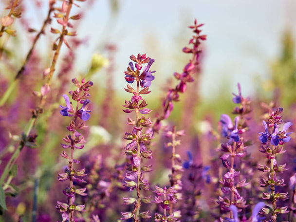 Purple sage flowers blooms in the summer meadow. - Photo, Image