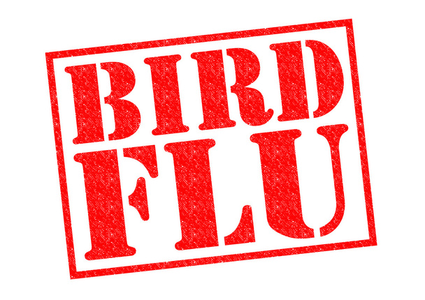 BIRD FLU - Foto, Imagen
