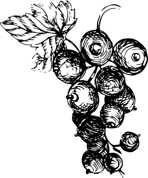 Set gráfico con flores y bayas. Ilustración dibujada por separado sobre un fondo blanco. Moras, grosellas, hojas, ramas, flores. Imprimir, textil, papel pintado, papel, vintage, retro. - Vector, imagen