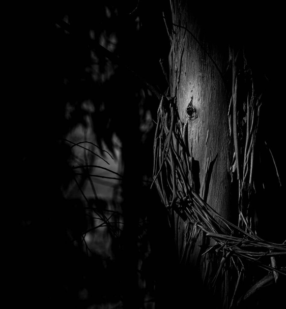 Czarodziejska twarz, odcienie eukaliptusa w ciemnym lesie, Braga, Portugalia. - Zdjęcie, obraz