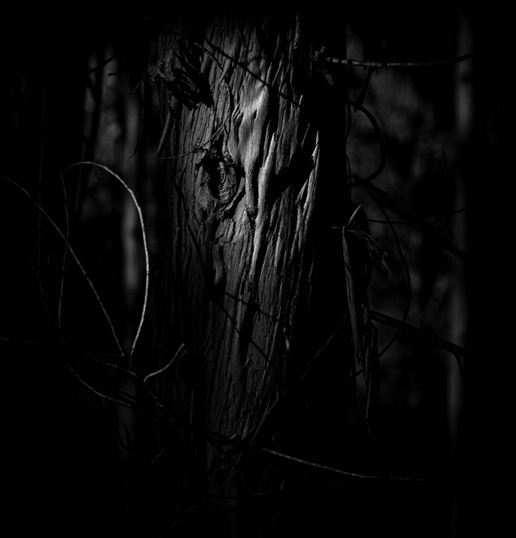Лицо ведьмы, тени крупным планом от эвкалипта в темном лесу, Брага, Португалия. - Фото, изображение