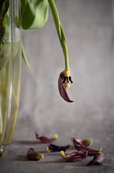 Suchy zwiędły kwiat tulipana na wazonie i liście na ziemi na szarym tle. - Zdjęcie, obraz