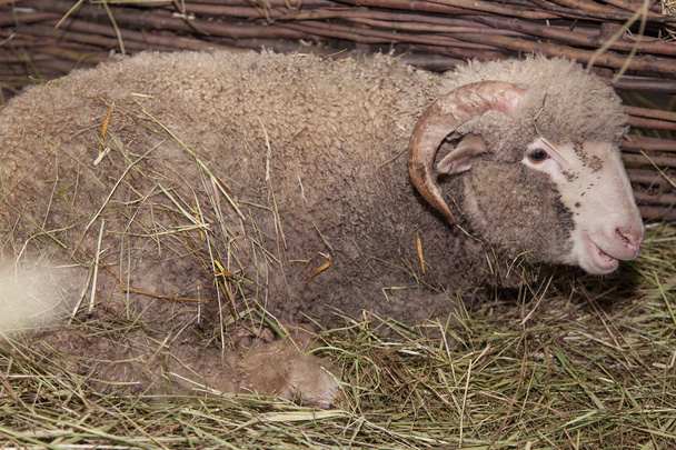 ovce - Fotografie, Obrázek