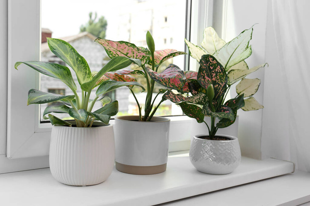 Exotische kamerplanten met prachtige bladeren op vensterbank thuis - Foto, afbeelding
