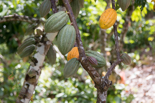 Ein Kakaobaum mit Kakaoschoten auf einer Kakaoplantage. Ilheus südliches Bahia Brasilien - Foto, Bild