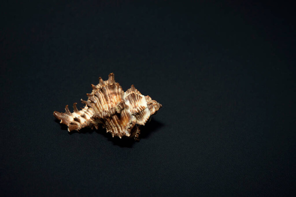 Large sea shell of gastropods on a black background. - Foto, imagen