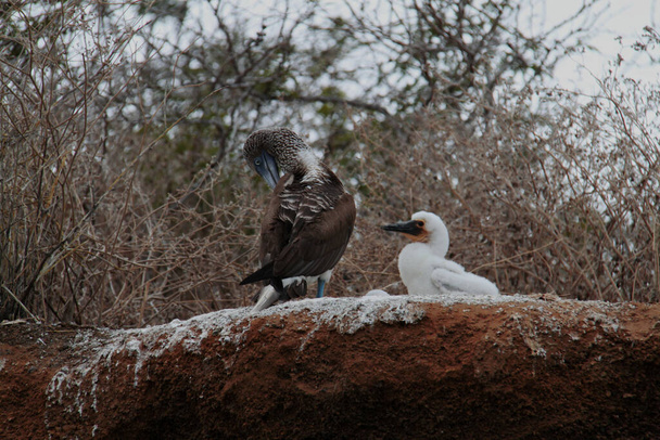 O pássaro Pé Azul Booby em seu ninho, Galápagos - Foto, Imagem