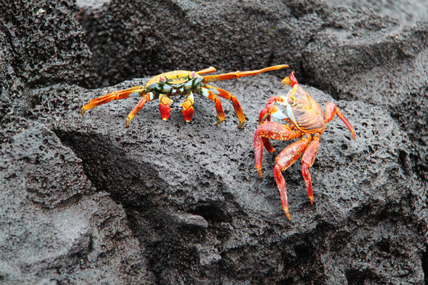 Die rote Krabbe der Galapagos-Inseln - Foto, Bild