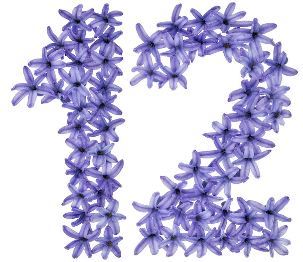 Numeral 12, doze, de flores naturais de jacinto, isolado sobre fundo branco - Foto, Imagem