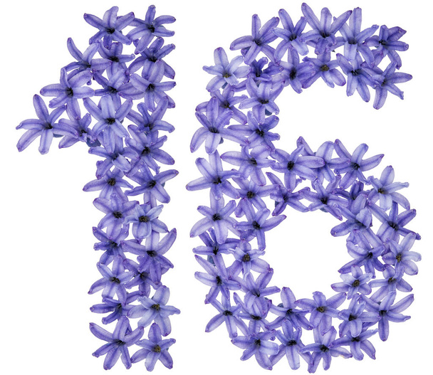 Číslo 16, šestnáct, z přirozených květů hyacintu, izolované na bílém pozadí - Fotografie, Obrázek