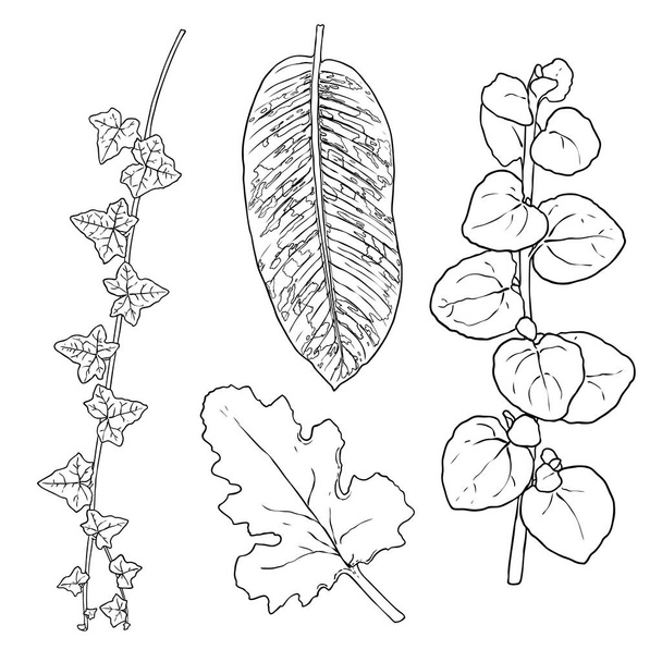 Hand drawn botanical leaves branches and fern. Domesticated home floral design elements. Drawing sketches for wedding invitations and summer sale banners. Vector. - Vektor, Bild