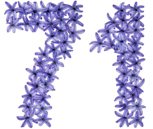 Numero 71, settantuno, da fiori naturali di giacinto, isolati su fondo bianco - Foto, immagini
