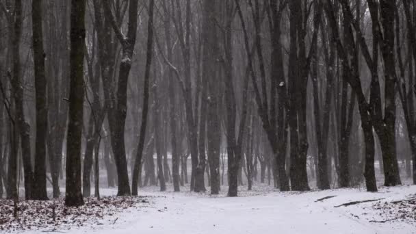 Hóvihar van a parkban. Lassú mozgás.. - Felvétel, videó