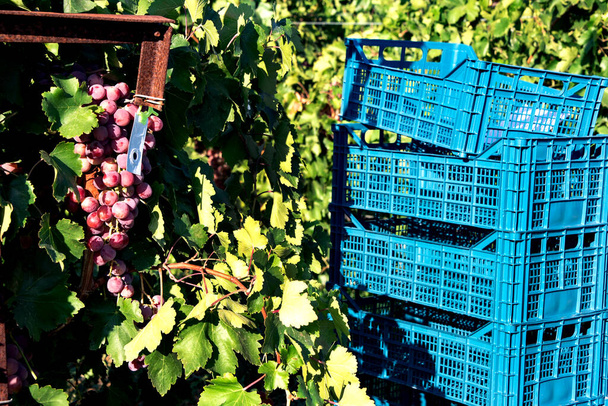 Caisses en plastique bleu dans un vignoble pendant la période de récolte. Concentration sélective. - Photo, image