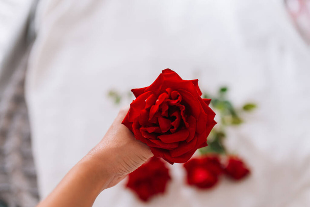 Woman hand touching red roses on a long stem with green leaves isolated on white snow background - Photo, image