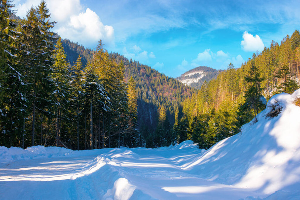 winter landscape in synevir national park. beautiful nature scenery with fir trees along the snow covered road. wonderful sunny weather with clouds on the sky - Φωτογραφία, εικόνα