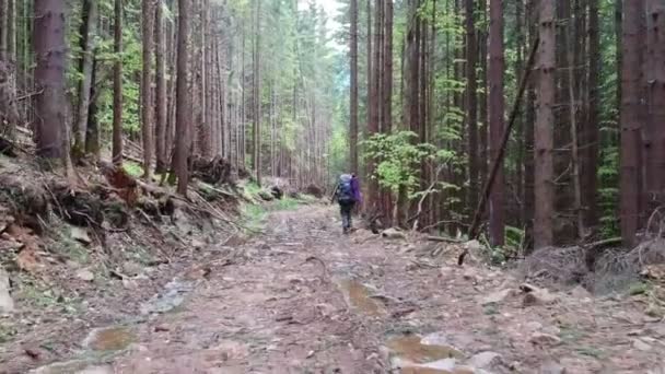 Sırt çantalı bir turist Dağ Ormanı 'ndaki Taş Patikası boyunca aşağı gidiyor. Kayalık bir dağ ormanında yürüyüş yapan bir adam. Düşük açı. Dağ turizmi. Yaz. Karpatlar.. - Video, Çekim