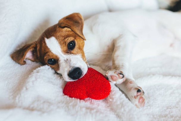 Uroczy szczeniak Jack Russell Terrier z czerwonym sercem na białym kocu. Kartka z życzeniami na Walentynki.  - Zdjęcie, obraz